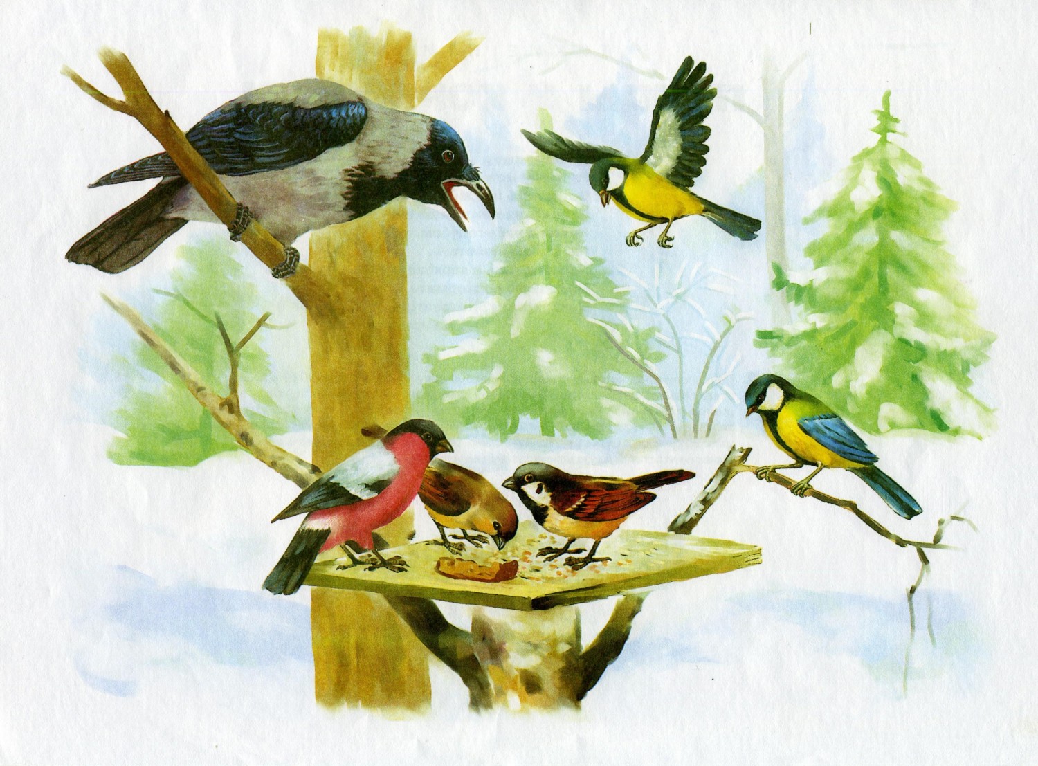 Фото птицы на кормушке зимой для детей