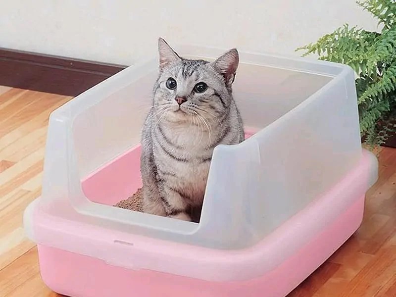 Кот начал ходить в туалет на кровать