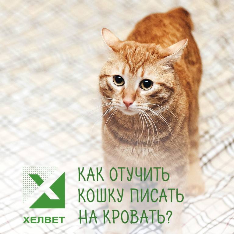 Кот специально гадит на кровать