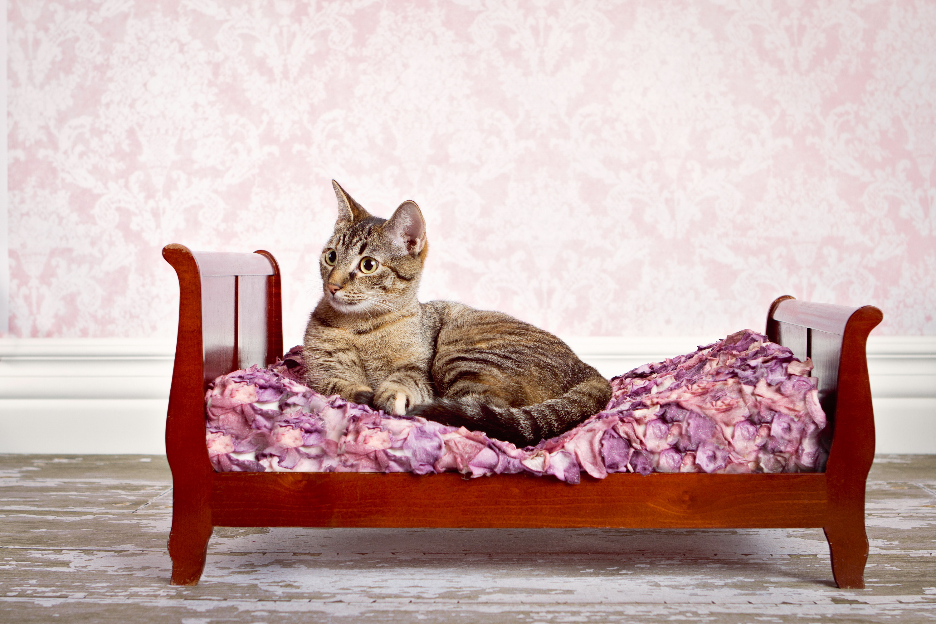 Включи дом лежать. Кровать для кошки. Кот в кровати. Диван кошка. Кот на диване.