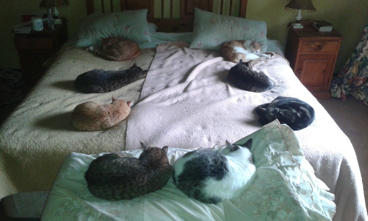 Много котов на кровати