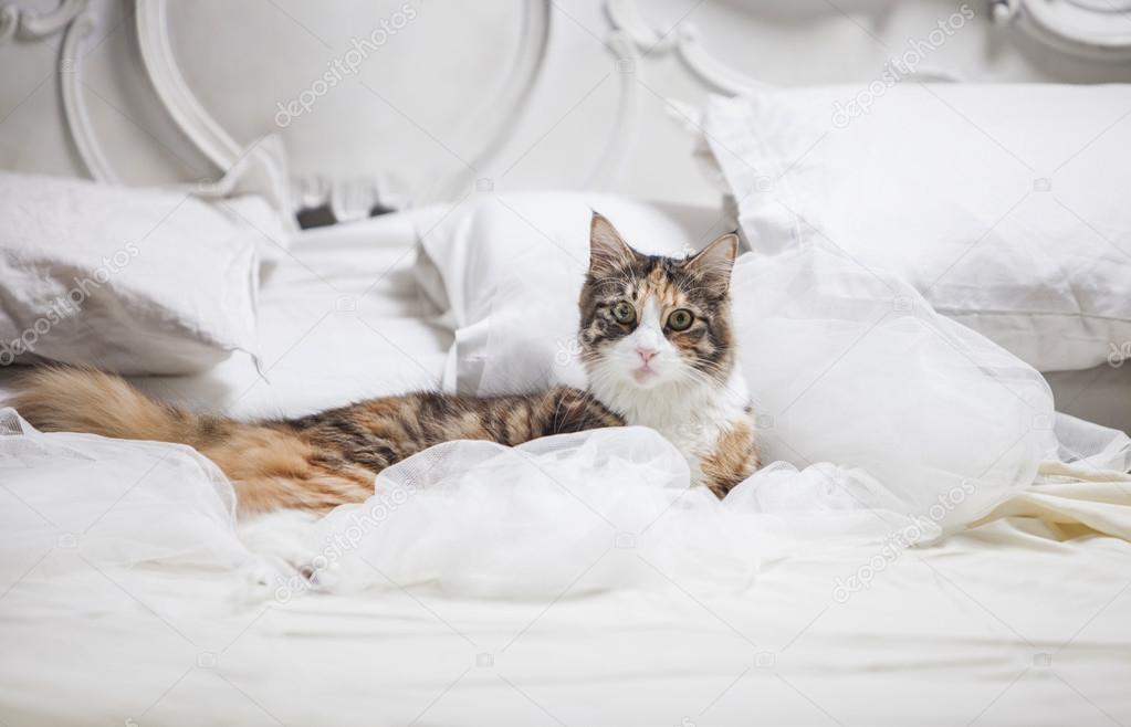 Котенок ночью писает на кровать
