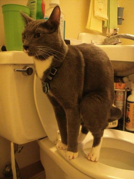 Кот начал ходить в туалет на кровать