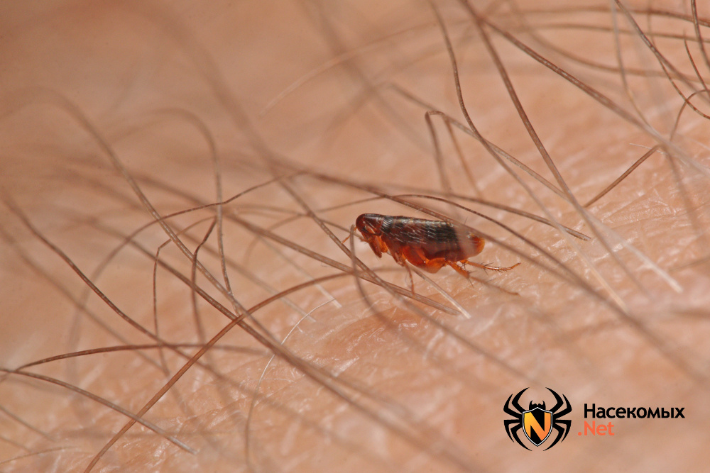 Как убить блох в квартире: в доме, в квартире, как вывести блох ...