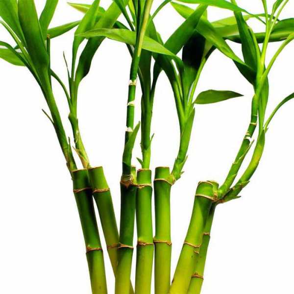 Бамбук Фото Цветов