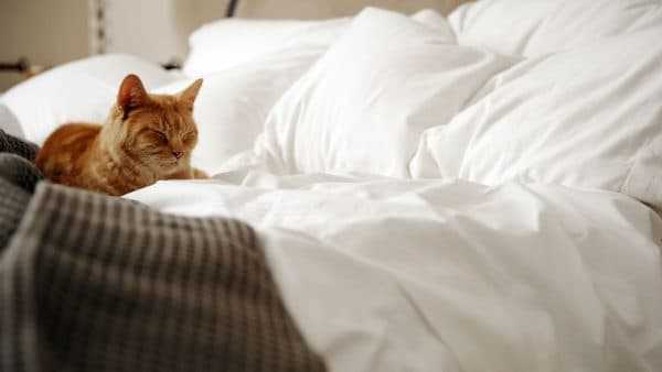 Котик гадит на кровать